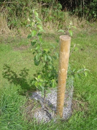Apple tree (variety: sheep's snout) planted in Mícheál's memory at the Irish Seedsavers Nursery outside Scariff, Co.Clare. ISSA preserve old varieties of indigenous Irish fruit & vegetables. Run by Tommy & Anita Hayes